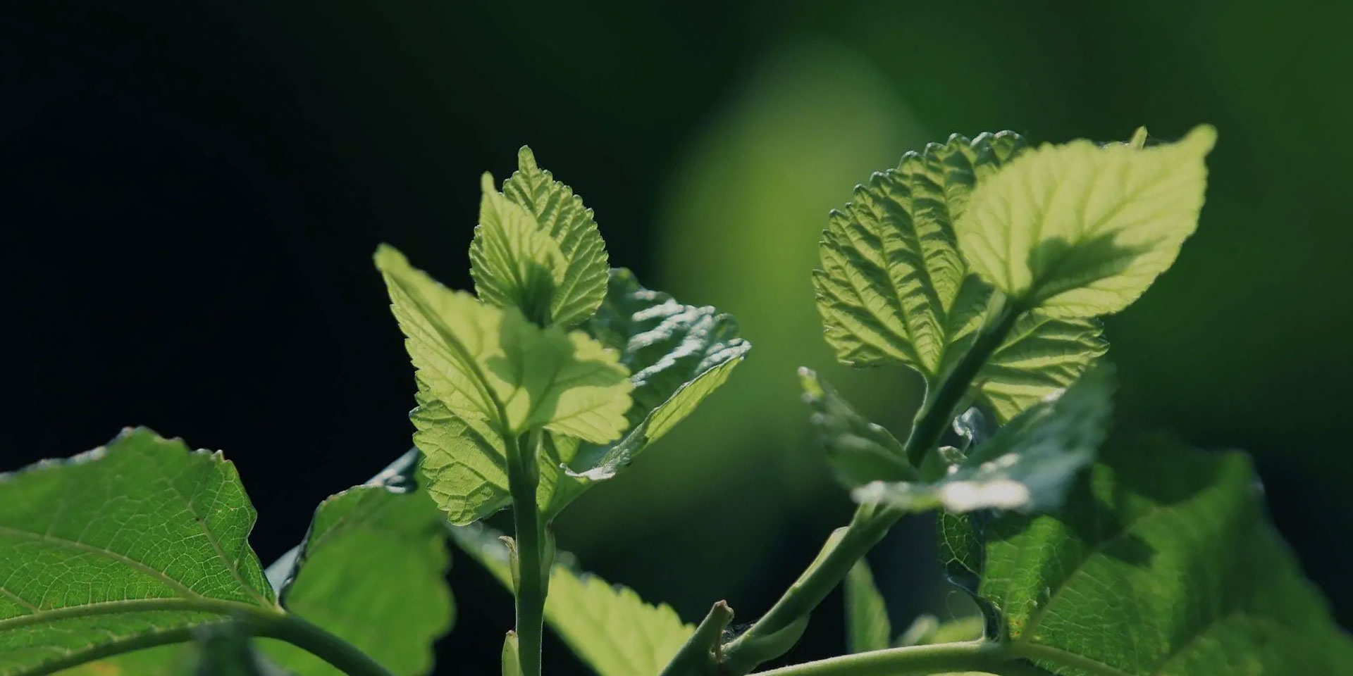 九游会老哥必备的交流社区_J9俱乐部论坛首页